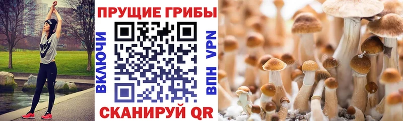 продажа наркотиков  Рыльск  Псилоцибиновые грибы мухоморы 